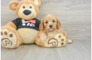 Popular Cavapoo Poodle Mix Pup
