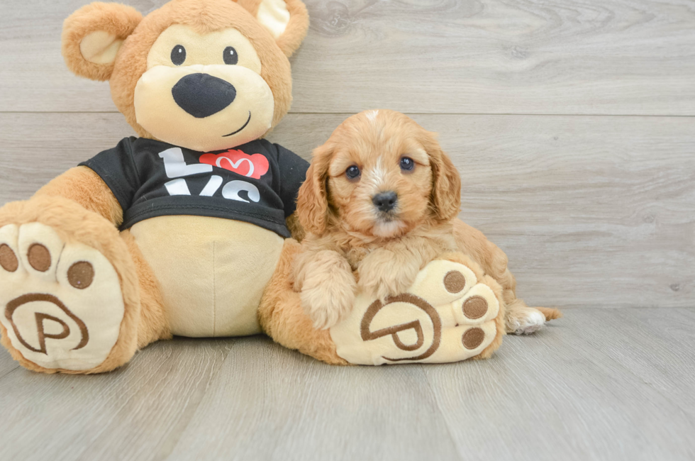 7 week old Cavapoo Puppy For Sale - Lone Star Pups