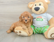 8 week old Cavapoo Puppy For Sale - Lone Star Pups