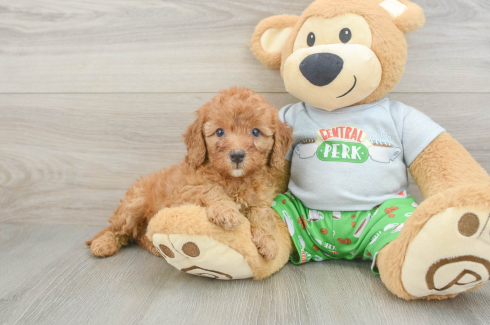 5 week old Cavapoo Puppy For Sale - Lone Star Pups