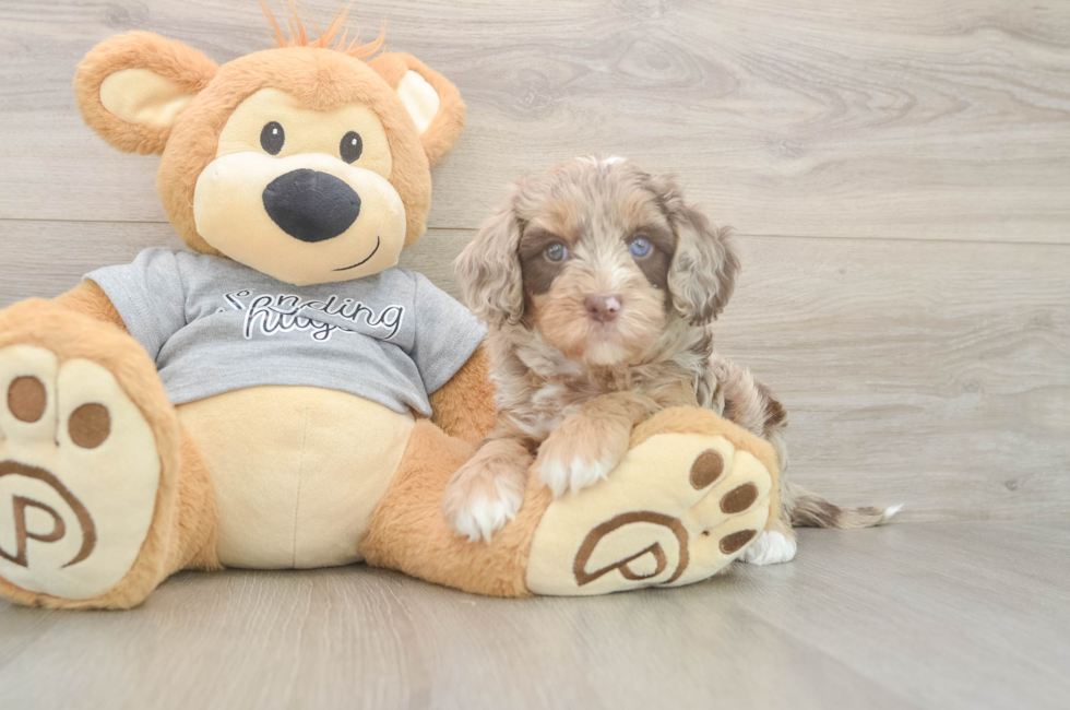 5 week old Cavapoo Puppy For Sale - Lone Star Pups