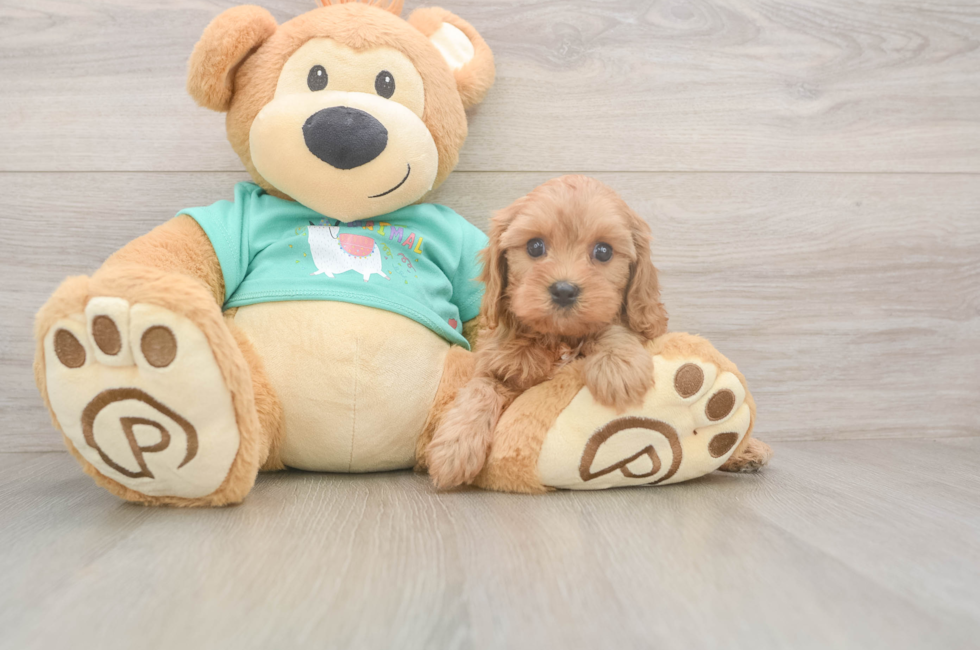 6 week old Cavapoo Puppy For Sale - Lone Star Pups