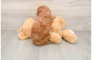 Smart Cavapoo Poodle Mix Pup