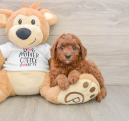 7 week old Cavapoo Puppy For Sale - Lone Star Pups