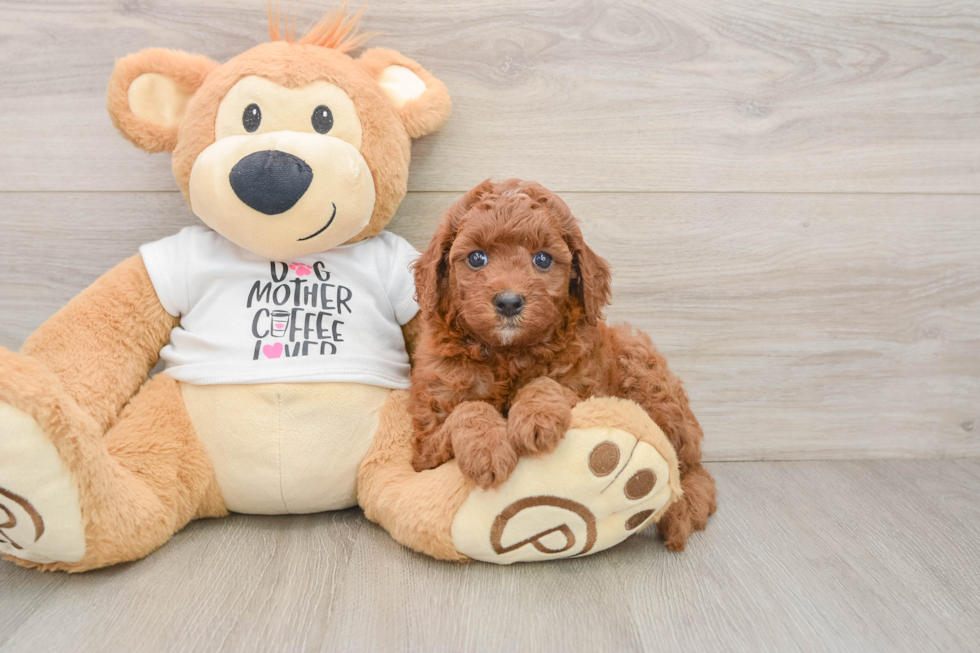 Cavapoo Puppy for Adoption