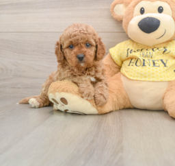 7 week old Cavapoo Puppy For Sale - Lone Star Pups