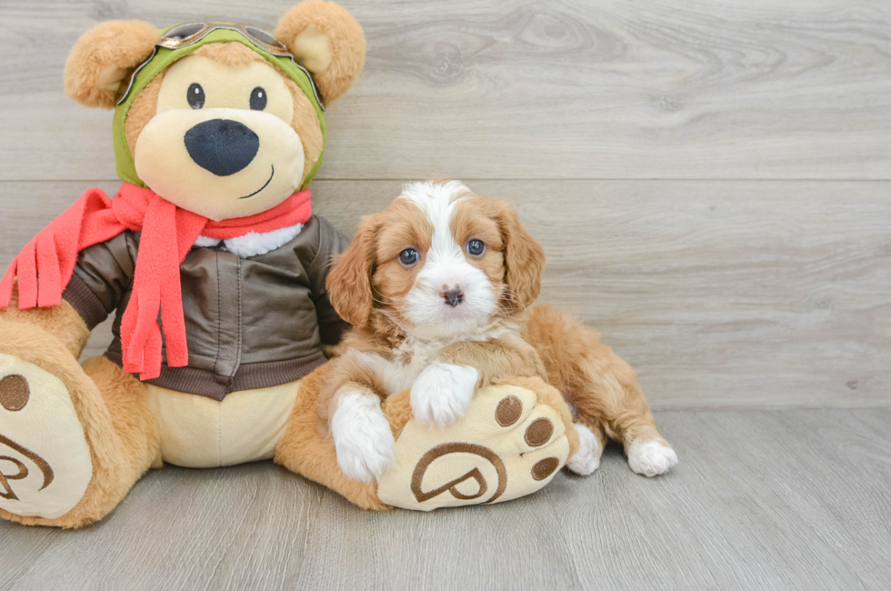 5 week old Cavapoo Puppy For Sale - Lone Star Pups