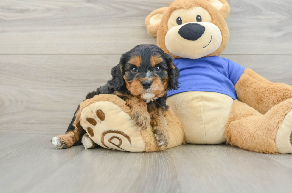 5 week old Cavapoo Puppy For Sale - Lone Star Pups