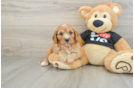Smart Cavapoo Poodle Mix Pup