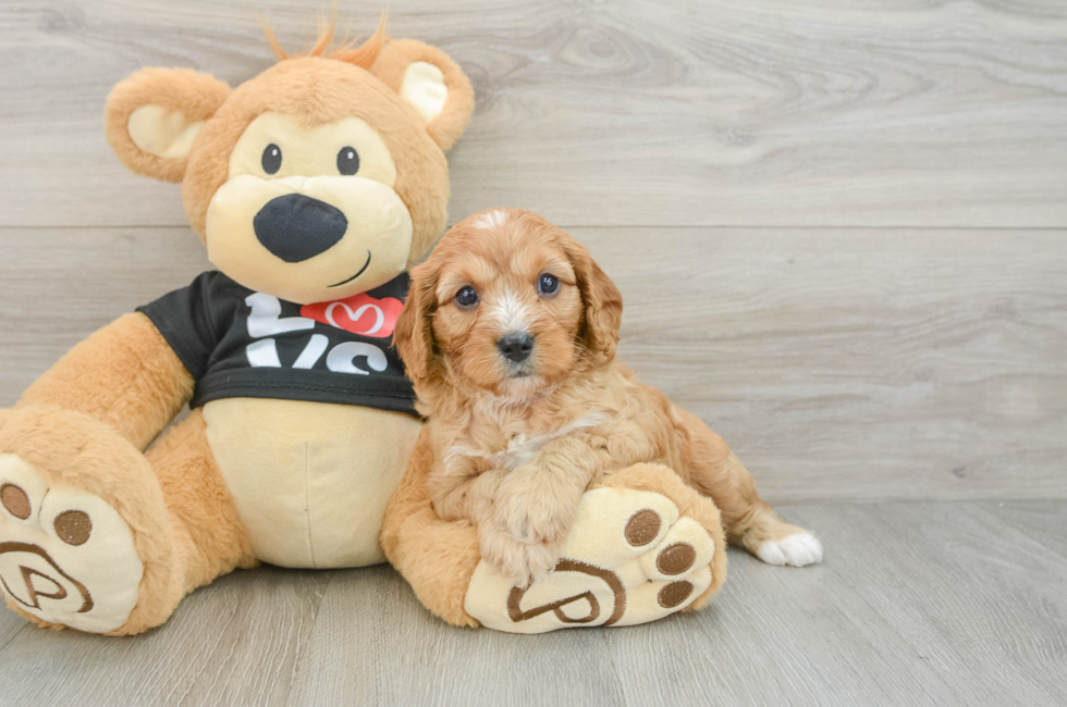 7 week old Cavapoo Puppy For Sale - Lone Star Pups