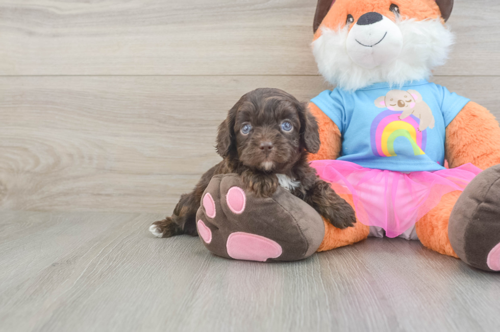 5 week old Cavapoo Puppy For Sale - Lone Star Pups