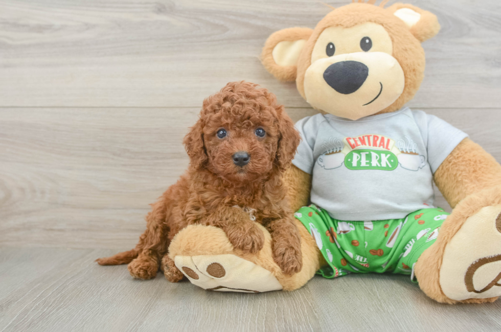 5 week old Cavapoo Puppy For Sale - Lone Star Pups