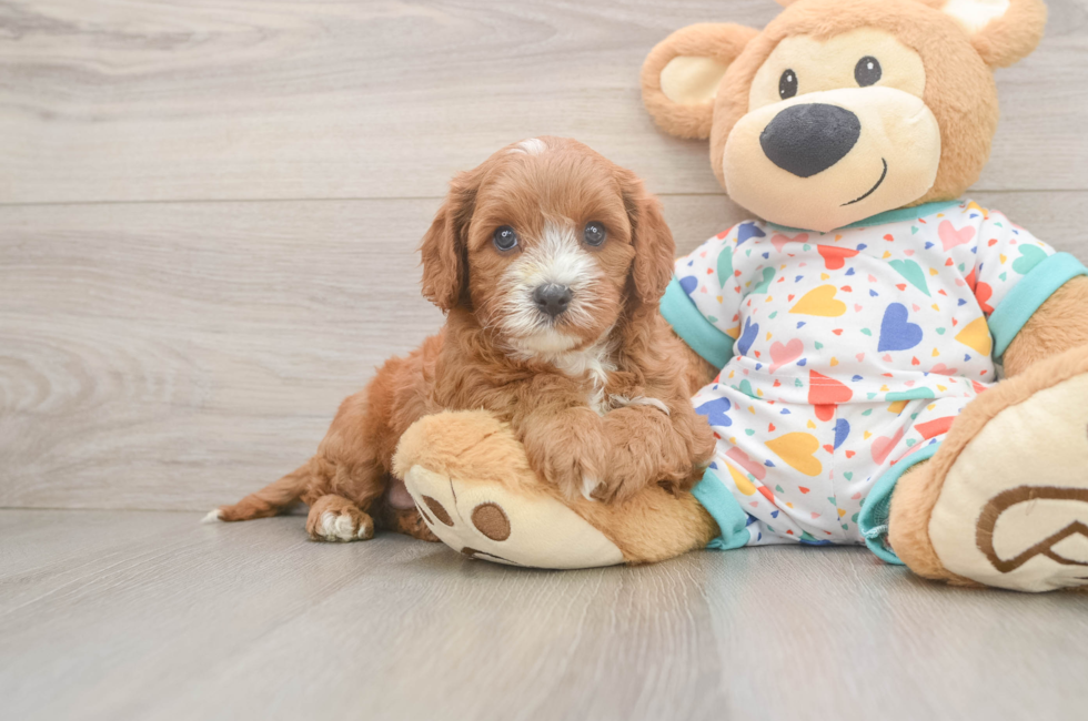 6 week old Cavapoo Puppy For Sale - Lone Star Pups