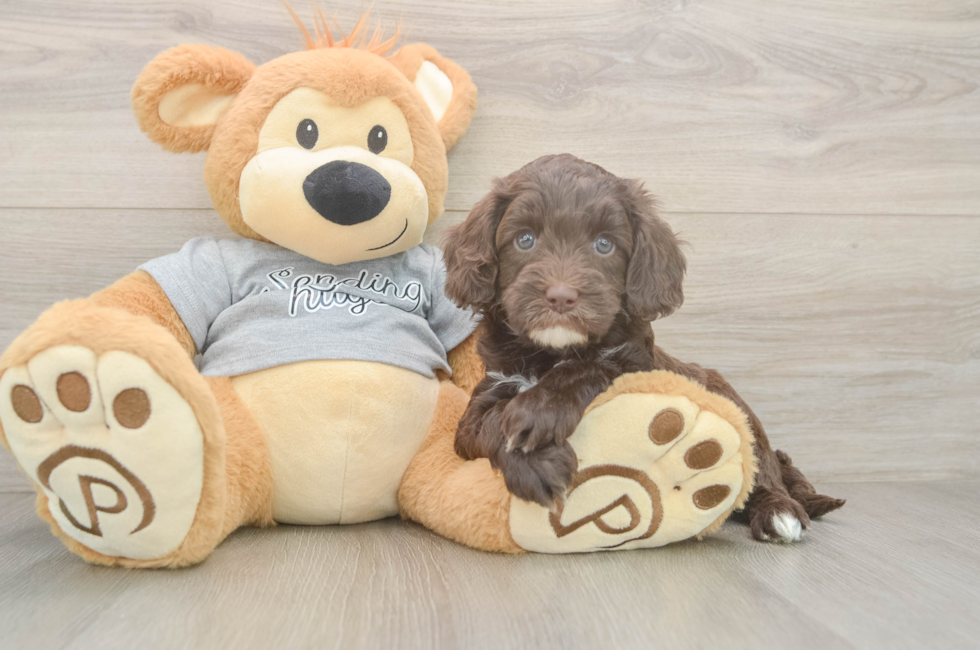 5 week old Cavapoo Puppy For Sale - Lone Star Pups