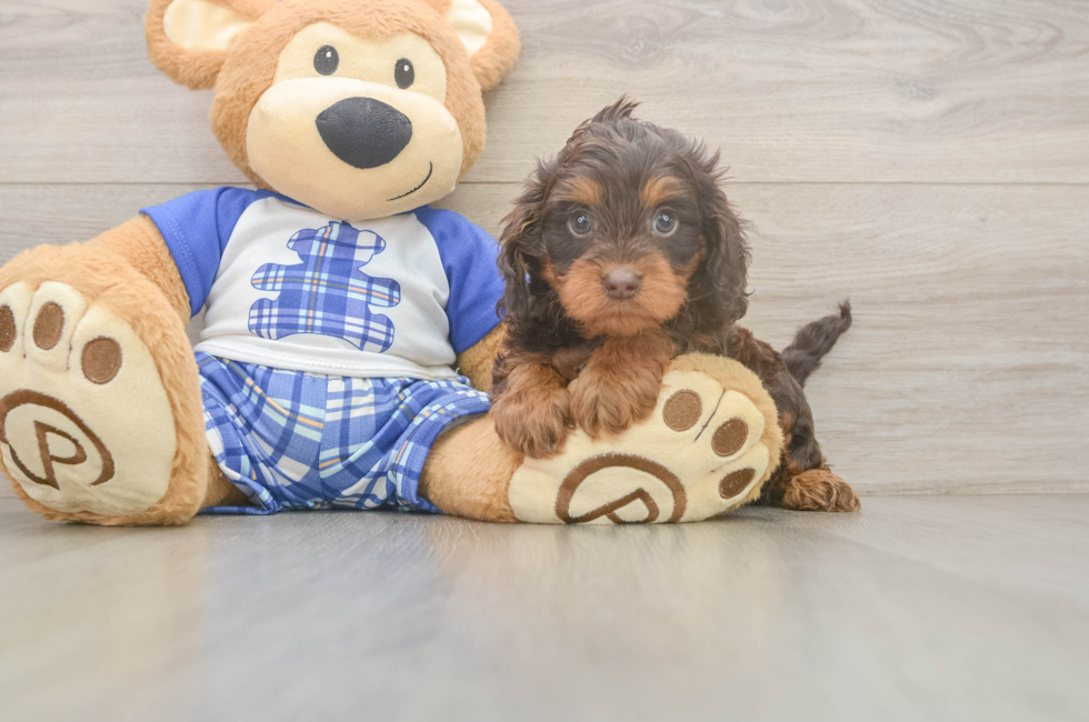 5 week old Cavapoo Puppy For Sale - Lone Star Pups