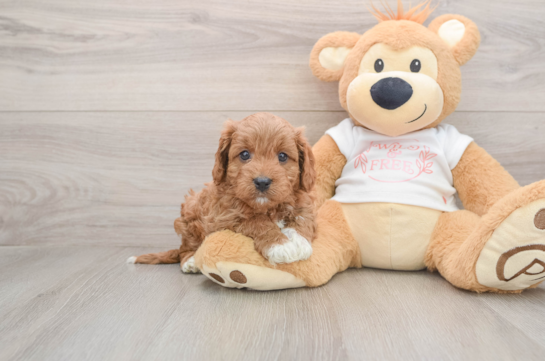 Best Cavapoo Baby