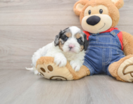 9 week old Cavapoo Puppy For Sale - Lone Star Pups