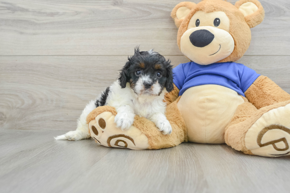 Small Cavapoo Baby