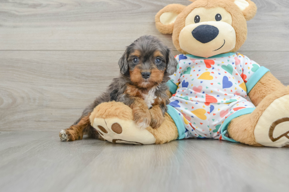 6 week old Cavapoo Puppy For Sale - Lone Star Pups