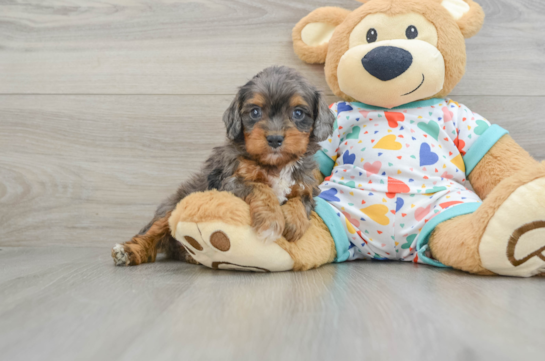 Playful Cavapoodle Poodle Mix Puppy