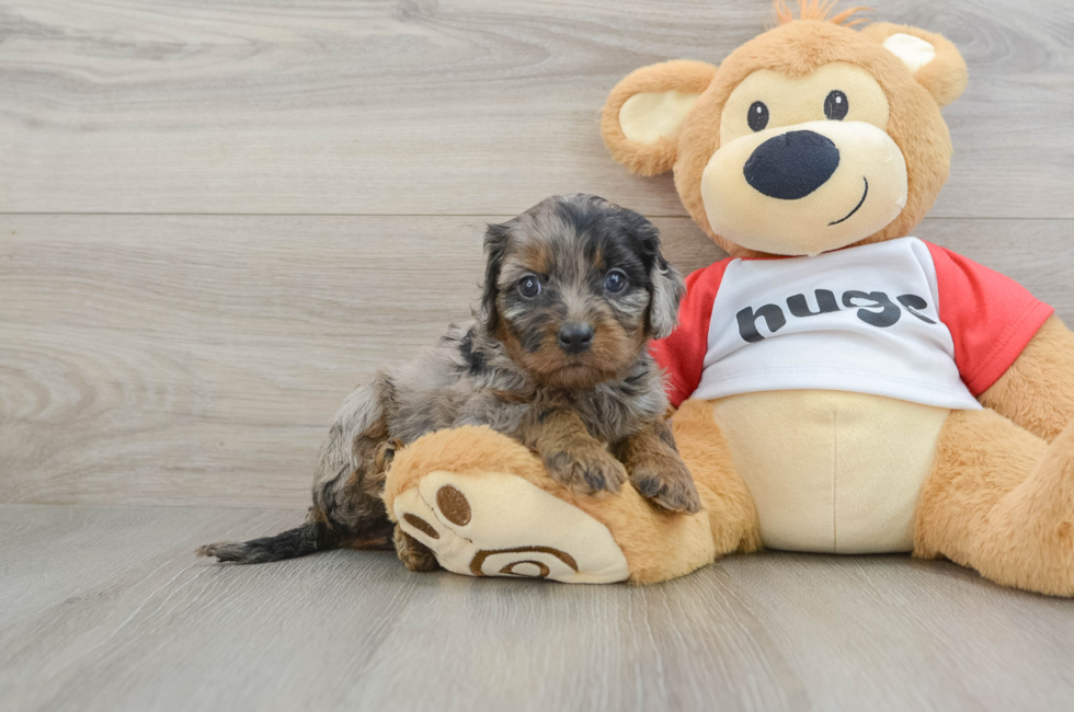 6 week old Cavapoo Puppy For Sale - Lone Star Pups