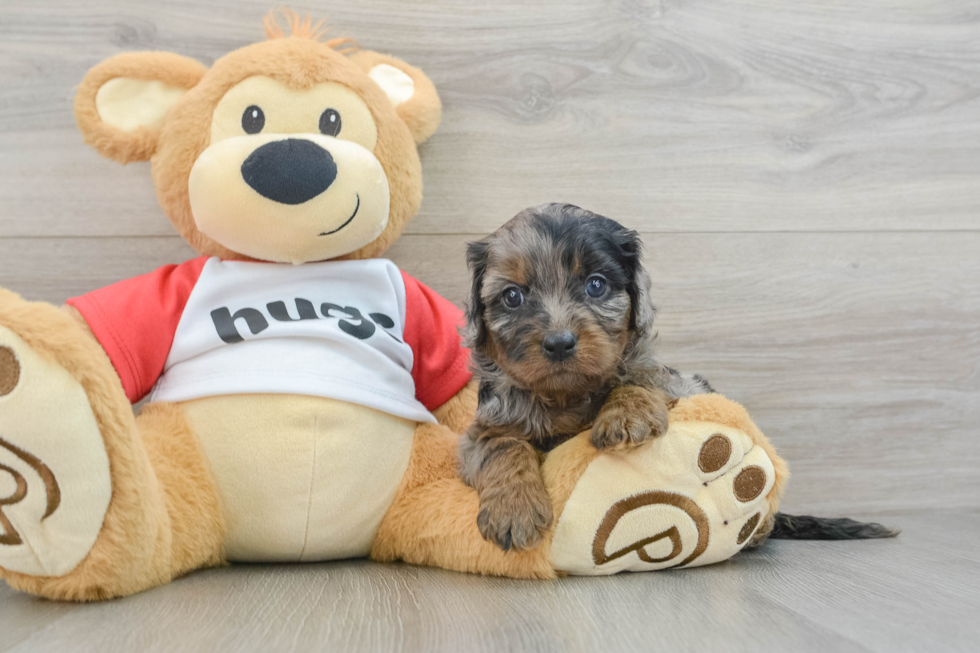 Cavapoo Puppy for Adoption