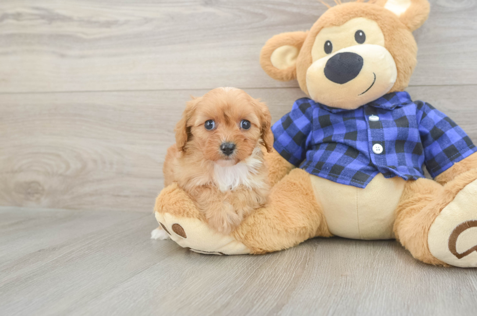 7 week old Cavapoo Puppy For Sale - Lone Star Pups