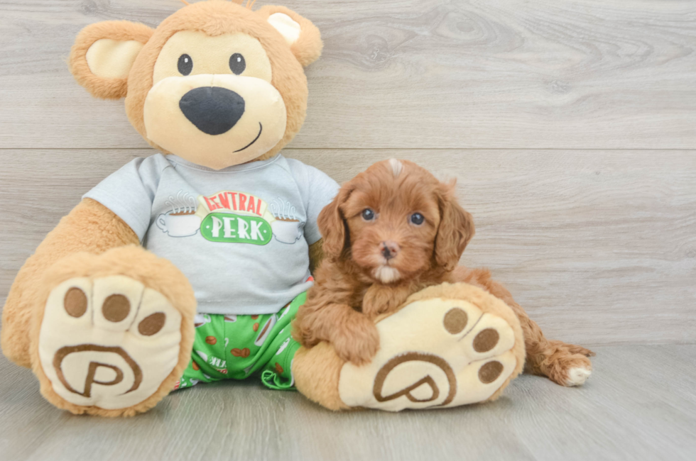 5 week old Cavapoo Puppy For Sale - Lone Star Pups
