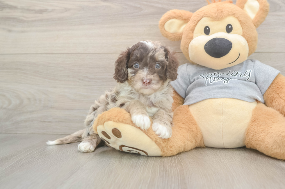 5 week old Cavapoo Puppy For Sale - Lone Star Pups