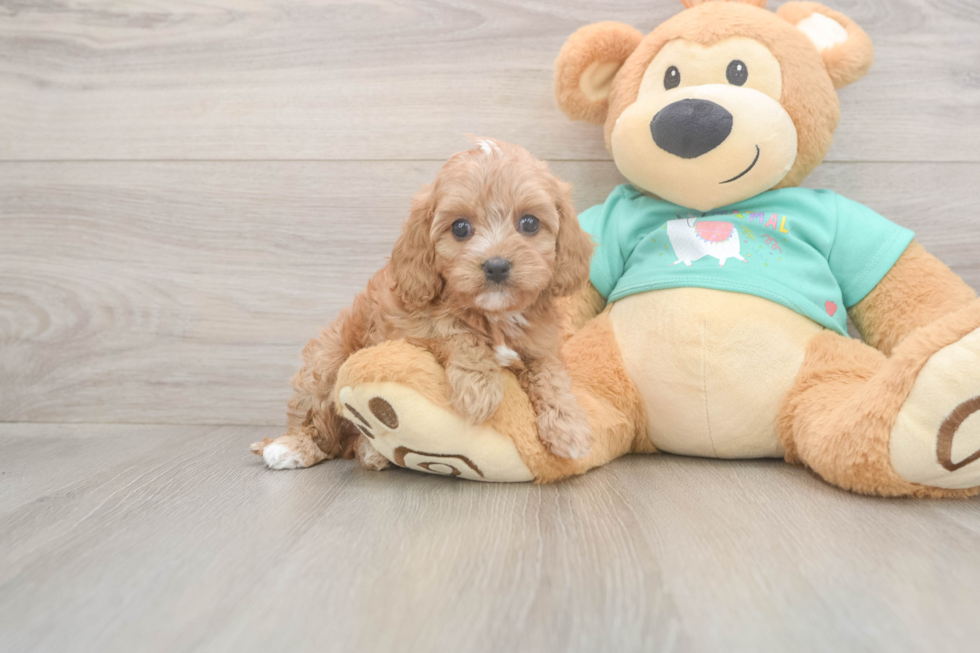 Cavapoo Pup Being Cute