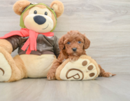 8 week old Cavapoo Puppy For Sale - Lone Star Pups