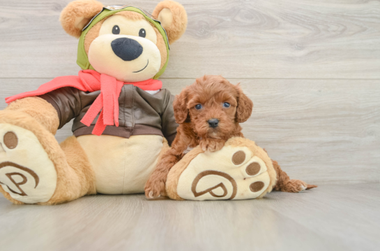 Cavapoo Pup Being Cute