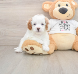 7 week old Cavapoo Puppy For Sale - Lone Star Pups