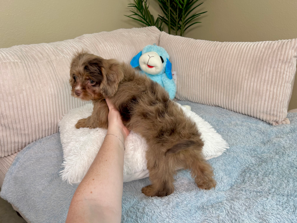 Best Cavapoo Baby
