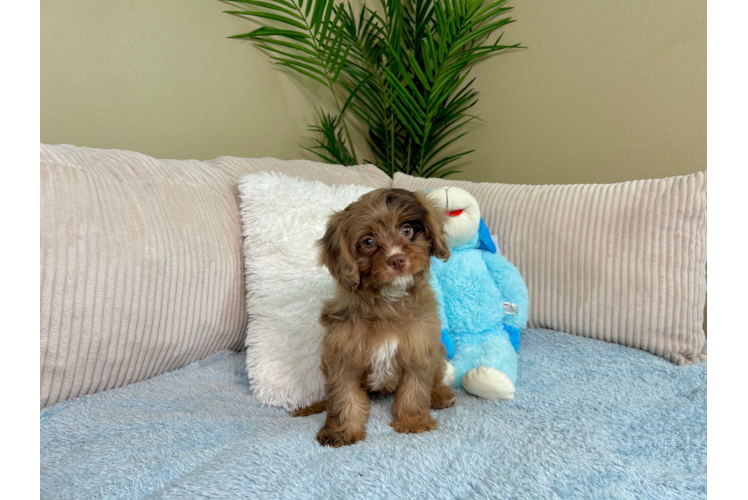 Cavapoo Puppy for Adoption
