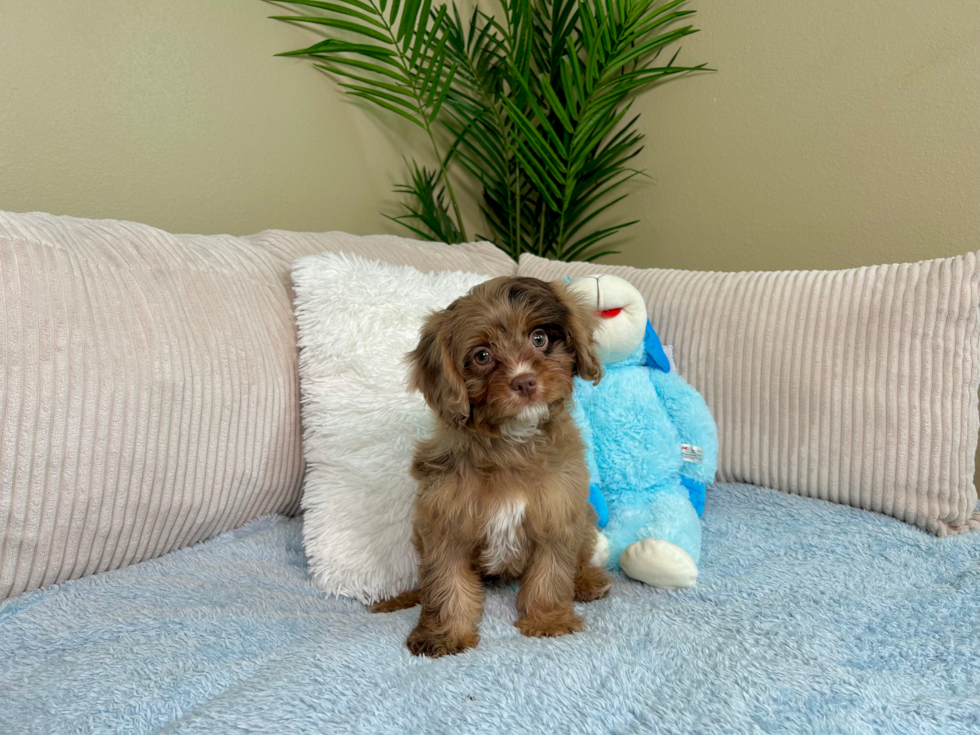 Cavapoo Puppy for Adoption