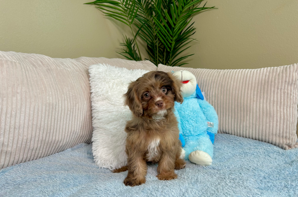 11 week old Cavapoo Puppy For Sale - Lone Star Pups