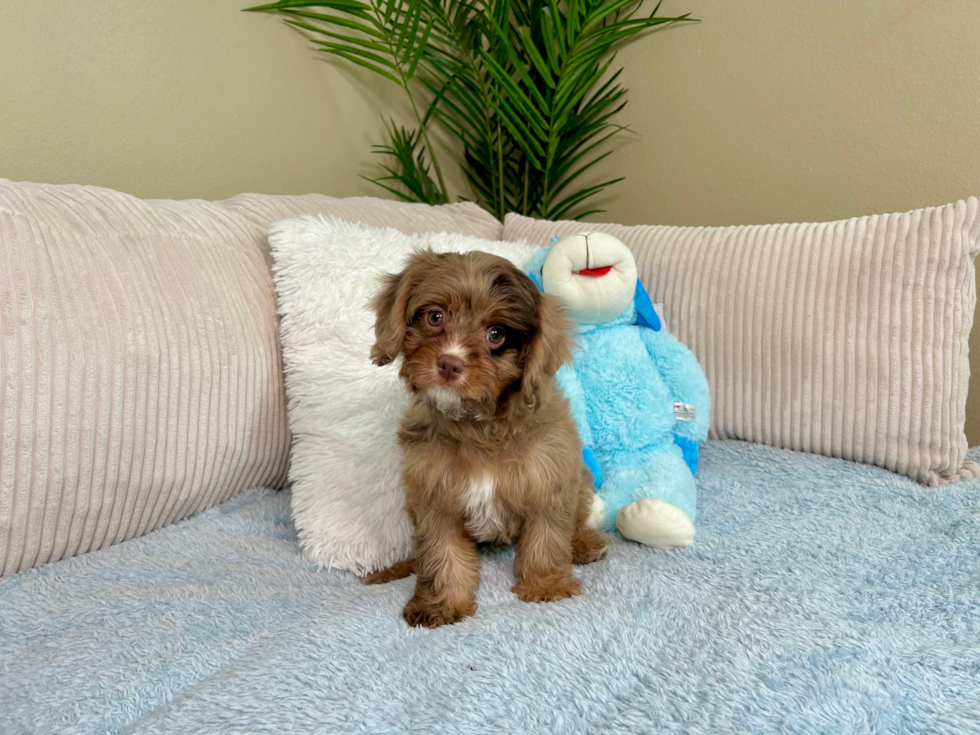 Cute Cavapoo Poodle Mix Pup