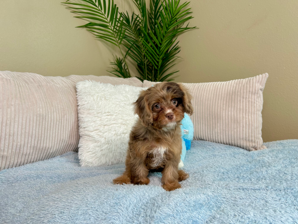 Cute Cavapoo Baby