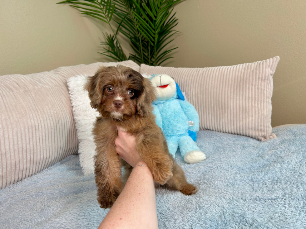 Cute Cavapoo Baby