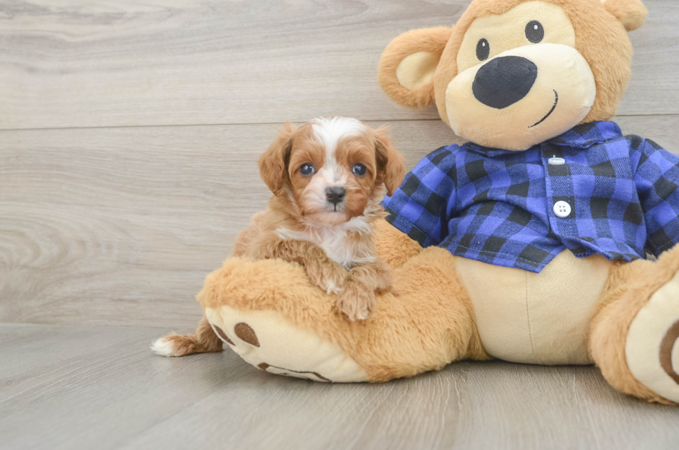 7 week old Cavapoo Puppy For Sale - Lone Star Pups