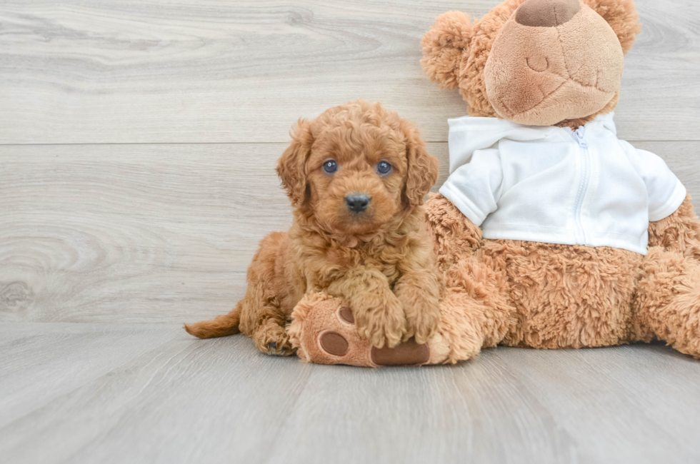 6 week old Cavapoo Puppy For Sale - Lone Star Pups