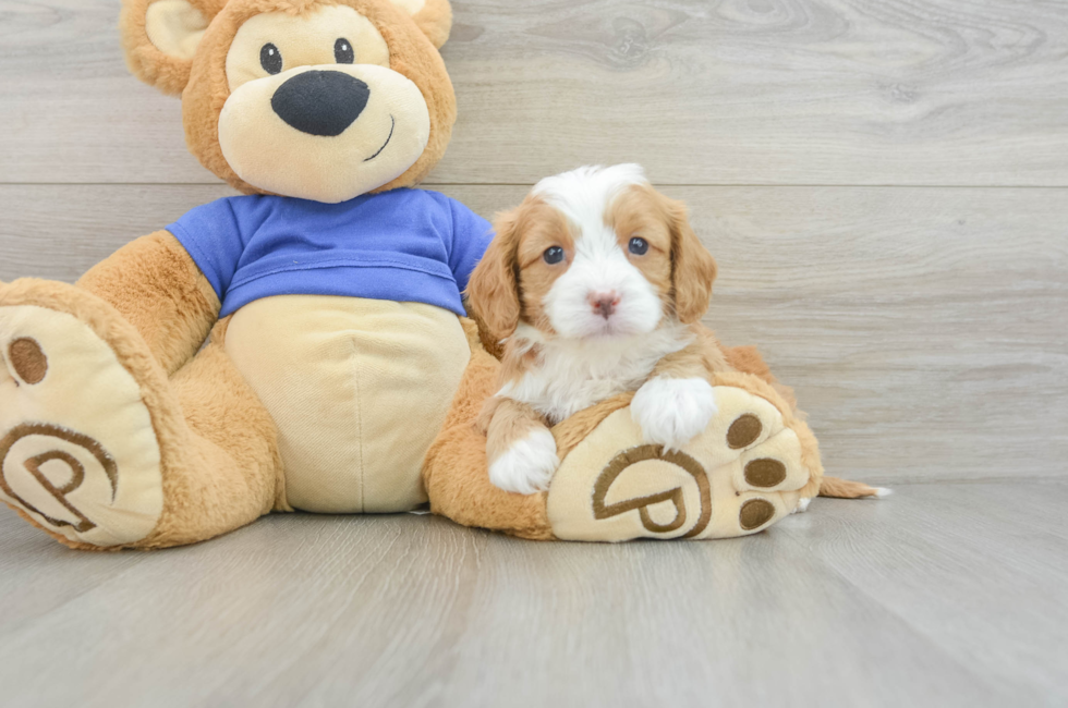 7 week old Cavapoo Puppy For Sale - Lone Star Pups