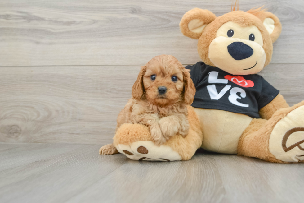 Friendly Cavapoo Baby