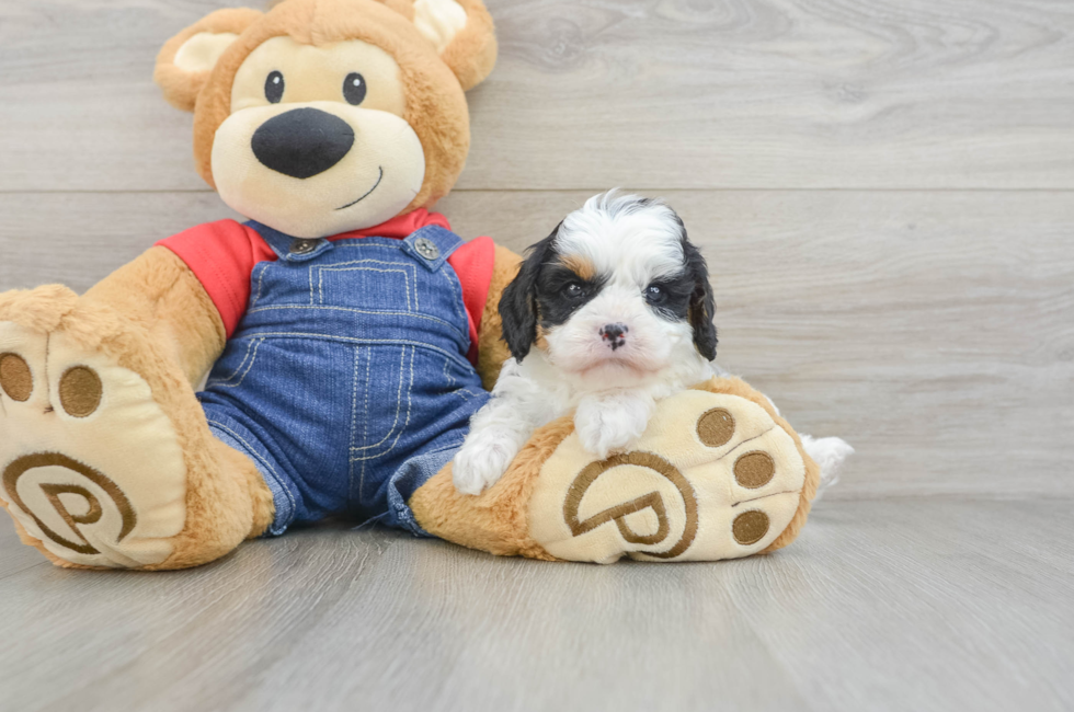 6 week old Cavapoo Puppy For Sale - Lone Star Pups