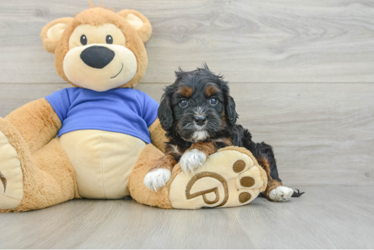 Sweet Cavapoo Baby