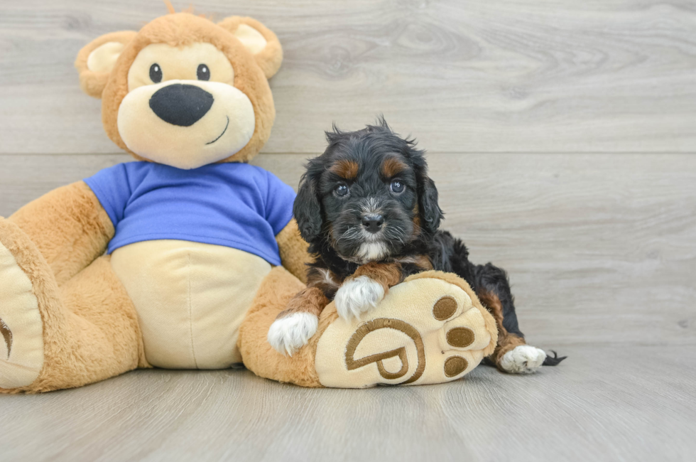 5 week old Cavapoo Puppy For Sale - Lone Star Pups