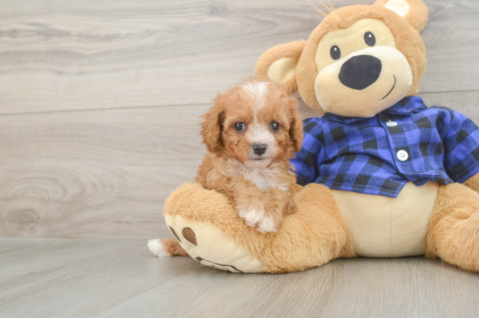 7 week old Cavapoo Puppy For Sale - Lone Star Pups