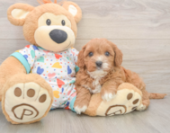 8 week old Cavapoo Puppy For Sale - Lone Star Pups