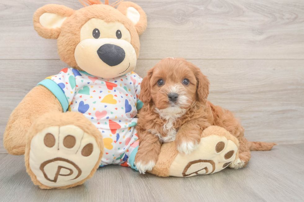 6 week old Cavapoo Puppy For Sale - Lone Star Pups